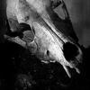 sister of the wolves