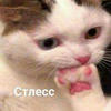 кира евич