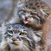 mAnUL0607