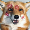 Fire_Fox_HD