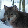 wOlka