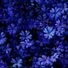 Chocolate_cherry.13