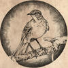 The midnight mockingbird