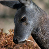 moschus moschiferus